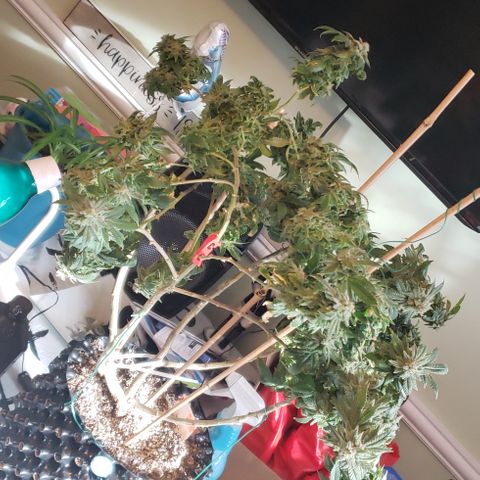Blackberry #1 growlog photo: Chopped