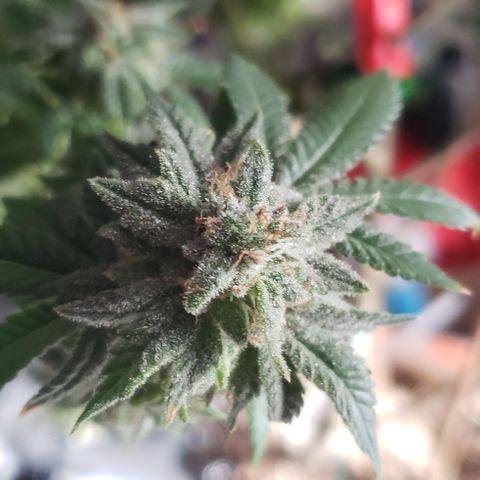 Blackberry #1 growlog photo: Chopped
