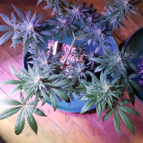 Crack Tower 1 growlog photo: Yea