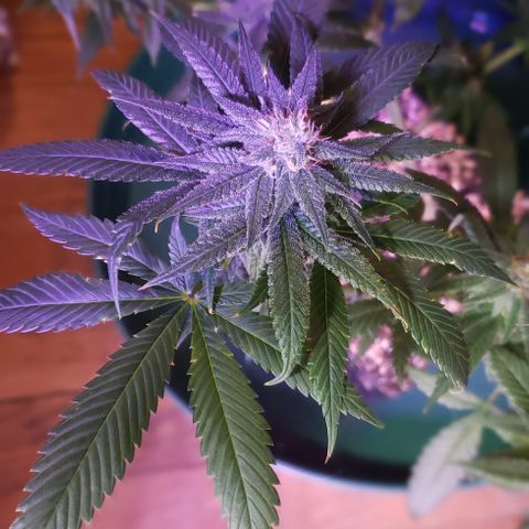 Crack Tower 1 growlog photo: Yea
