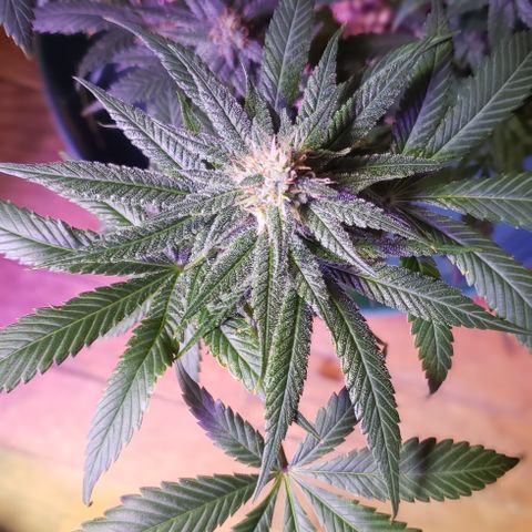 Crack Tower 1 growlog photo: Yea
