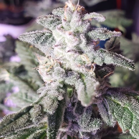 Gorilla Breath x GDP (1) growlog timeline photo