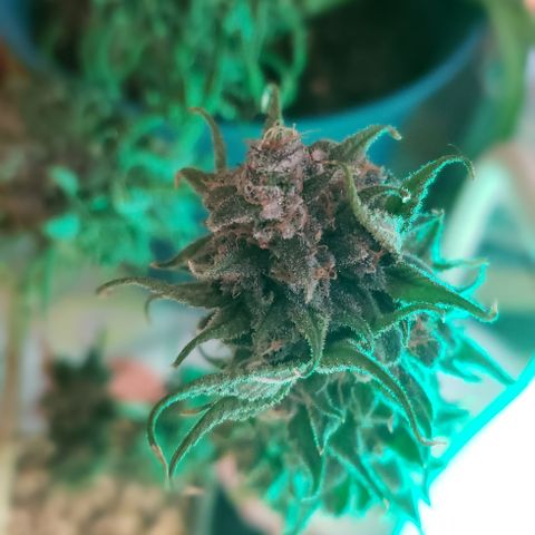 Crack Tower 1 growlog photo: Chopped
