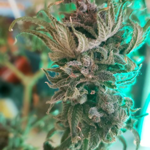 Crack Tower 1 growlog photo: Chopped