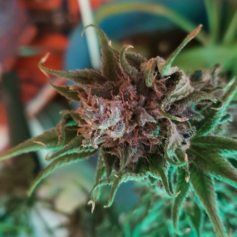 Crack Tower 1 growlog photo: Chopped