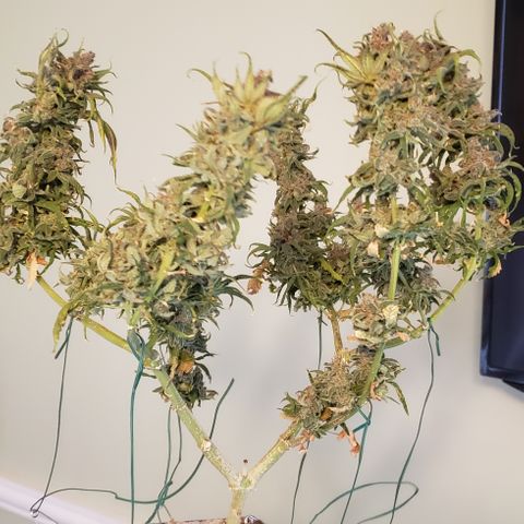 Crack Tower 1 growlog photo: Chopped