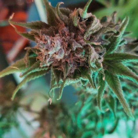 Crack Tower 1 growlog photo: Chopped