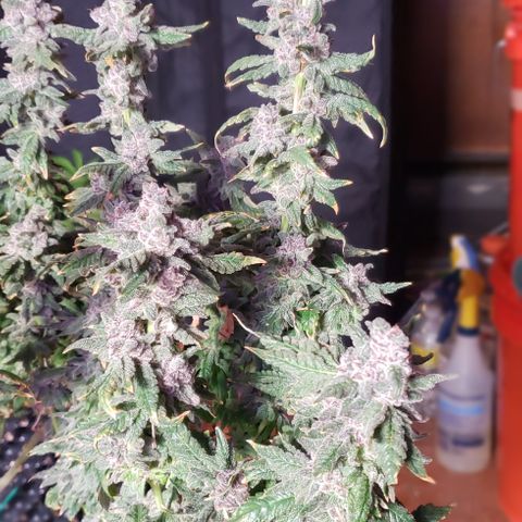 Gorilla Breath x GDP (1) growlog photo: Yum