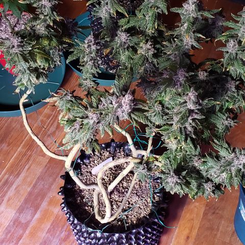 Gorilla Breath x GDP (1) growlog photo: Yum