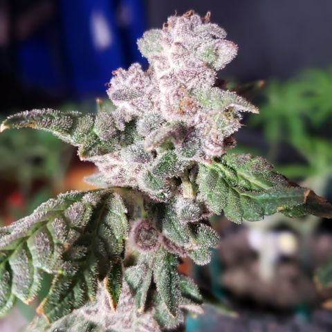 Gorilla Breath x GDP (1) growlog photo: Yum