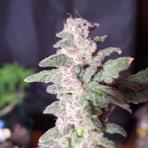 Gorilla Breath x GDP (1) growlog photo: Yum