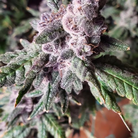 Gorilla Breath x GDP (1) growlog photo: Yum