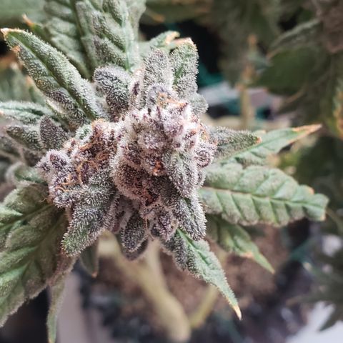 Gorilla Breath x GDP (1) growlog photo: Chopped