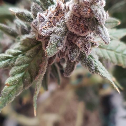 Gorilla Breath x GDP (1) growlog photo: Chopped