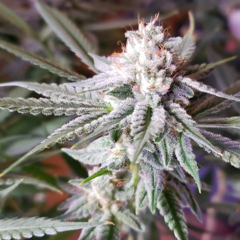 Paonia Purple Paralyzer x Purple Chocolate Thai 1 growlog timeline photo