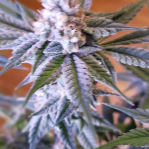 Paonia Purple Paralyzer x Purple Chocolate Thai 1 growlog timeline photo