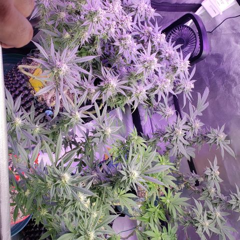 Paonia Purple Paralyzer x Purple Chocolate Thai 1 growlog timeline photo