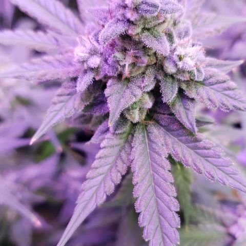 Paonia Purple Paralyzer x Purple Chocolate Thai 1 growlog timeline photo
