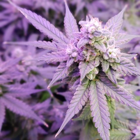 Paonia Purple Paralyzer x Purple Chocolate Thai 1 growlog timeline photo