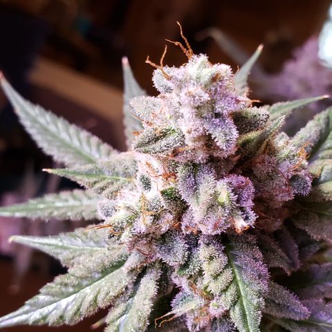 Paonia Purple Paralyzer x Purple Chocolate Thai 1 growlog timeline photo