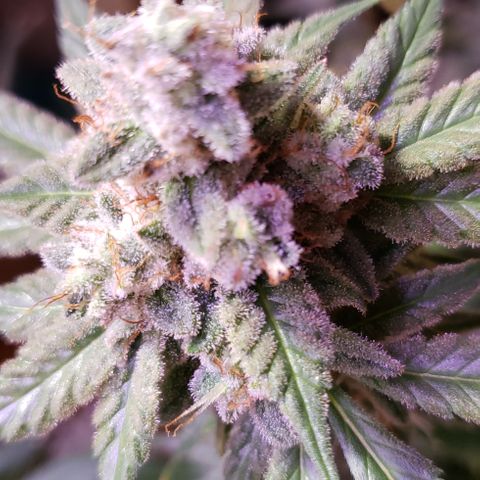 Paonia Purple Paralyzer x Purple Chocolate Thai 1 growlog timeline photo
