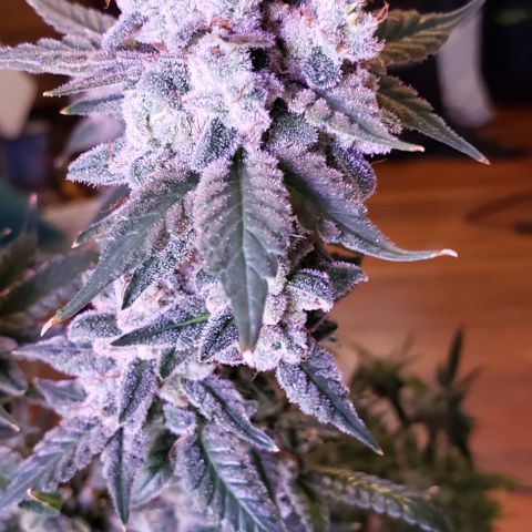 Paonia Purple Paralyzer x Purple Chocolate Thai 1 growlog timeline photo