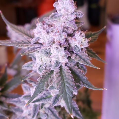 Paonia Purple Paralyzer x Purple Chocolate Thai 1 growlog timeline photo