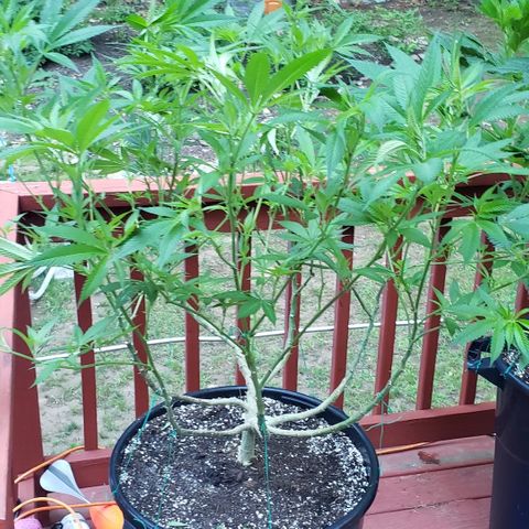 Black Cherry Punch #2 growlog timeline photo