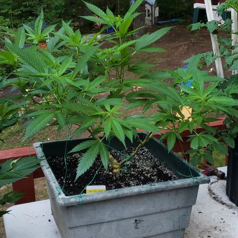 Black Cherry Punch #2 growlog timeline photo