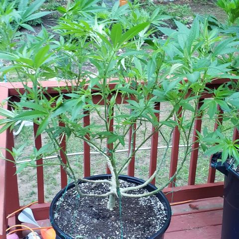 Crack Tower 1 #2 growlog timeline photo