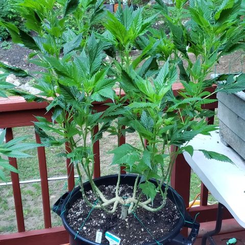 Frisian Duck x Old Congo x Pablo Picasso F2  growlog timeline photo