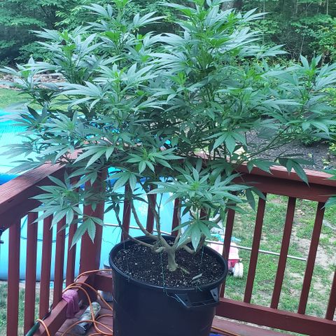 Crack Tower 1 #2 growlog timeline photo