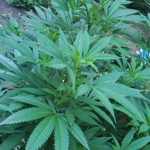 Crack Tower 1 #2 growlog timeline photo
