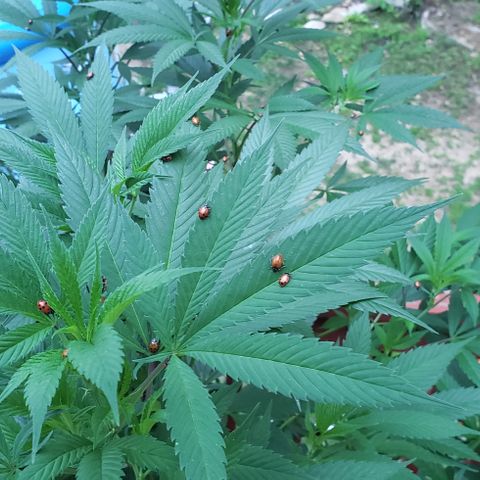 Crack Tower 1 #2 growlog timeline photo