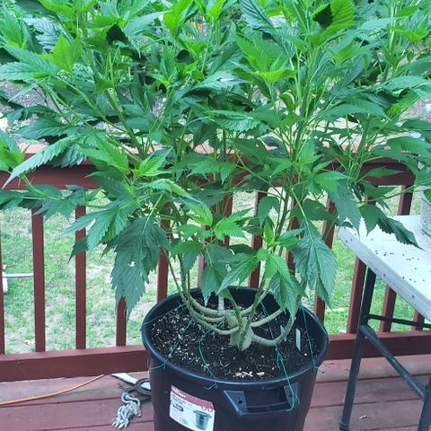 Frisian Duck x Old Congo x Pablo Picasso F2  growlog timeline photo