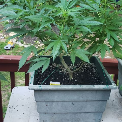 Black Cherry Punch #2 growlog timeline photo