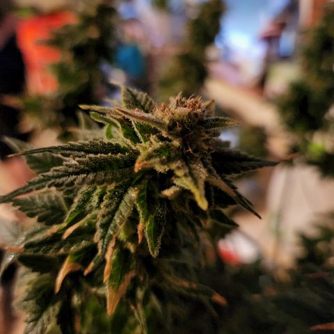 Critical growlog photo: Chopped