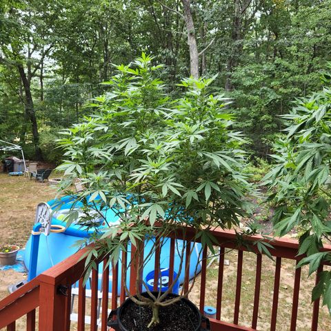 Crack Tower 1 #2 growlog timeline photo