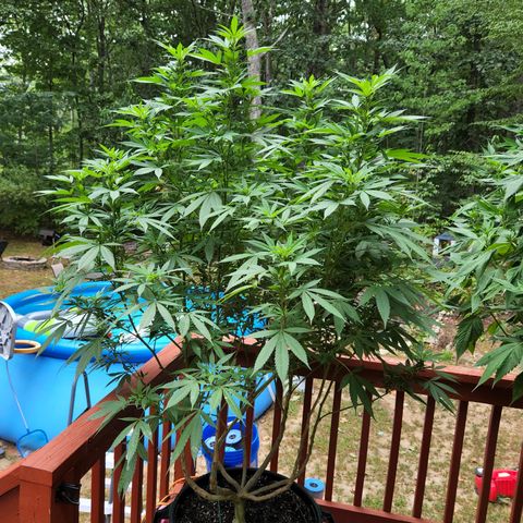 Black Cherry Punch #2 growlog timeline photo