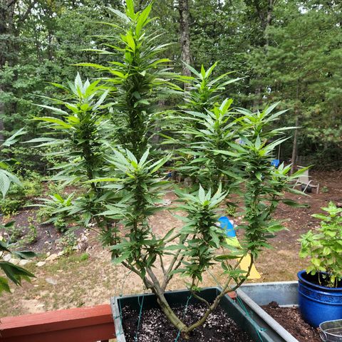 Black Cherry Punch #2 growlog timeline photo