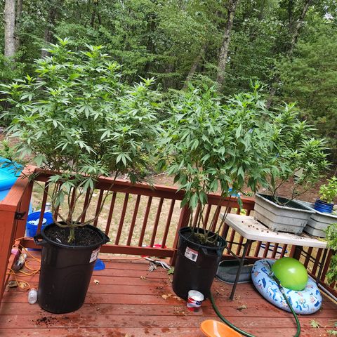 Black Cherry Punch #2 growlog timeline photo