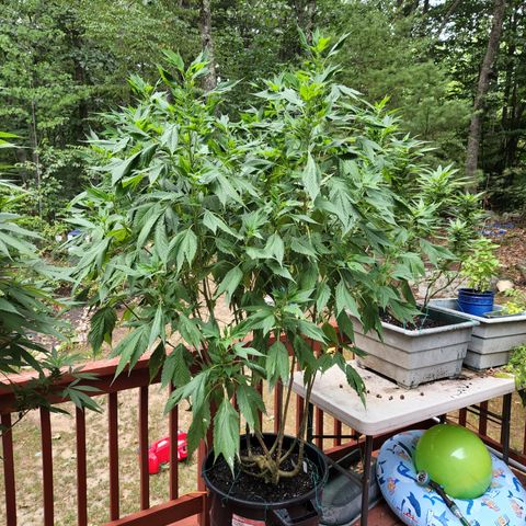 Black Cherry Punch #2 growlog timeline photo