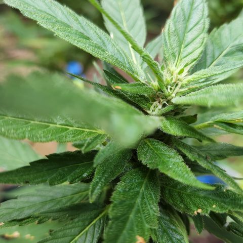 Black Cherry Punch #2 growlog timeline photo