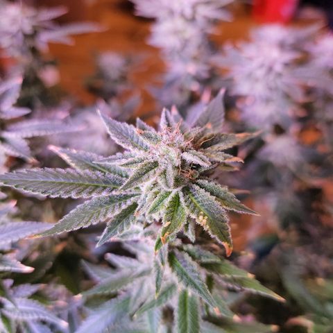 Black Domina growlog timeline photo