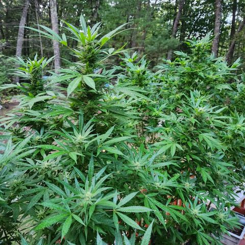 Black Cherry Punch #2 growlog photo: Oh ya