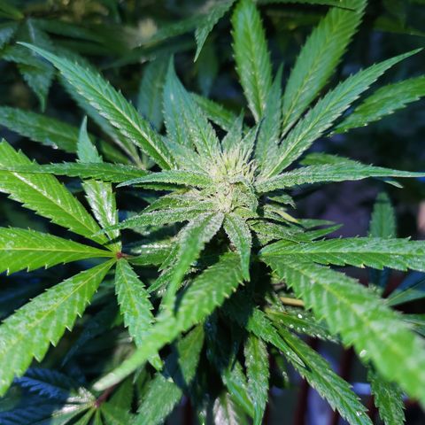 Black Cherry Punch #2 growlog photo: Oh ya
