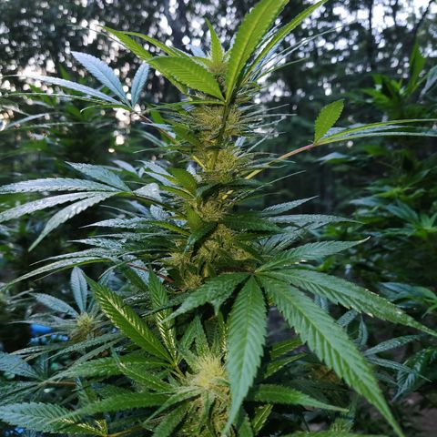 Black Cherry Punch #2 growlog photo: Oh ya