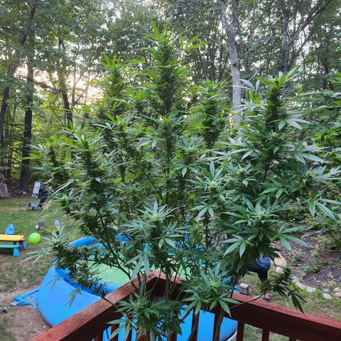Black Cherry Punch #2 growlog photo: Oh ya