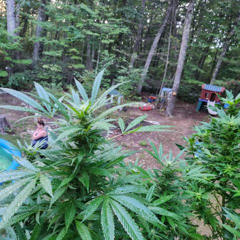 Black Cherry Punch #2 growlog photo: Oh ya