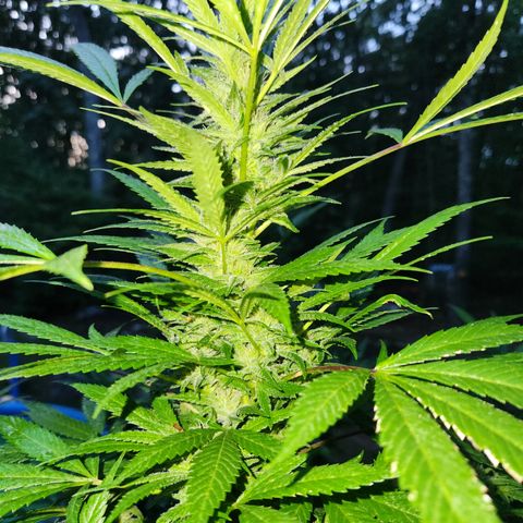 Crack Tower 1 #2 growlog timeline photo